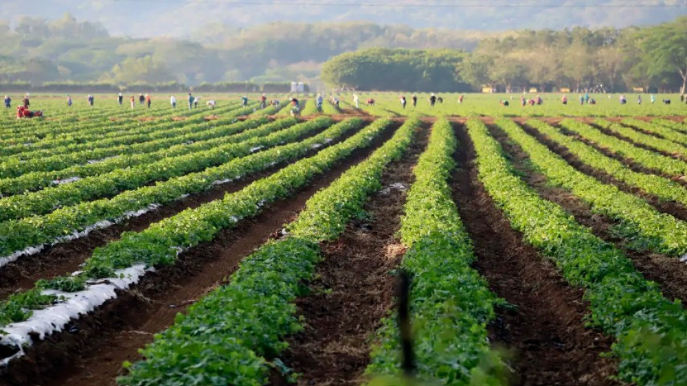 Calls to remove compensatory duty on Chinese fertilizer to curb rising urea prices