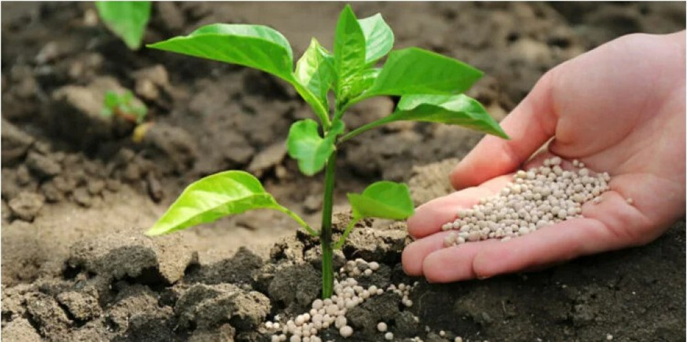 Guatemala faces pressure in agriculture: fertilizer prices rise by up to 73% due to the Middle East conflict