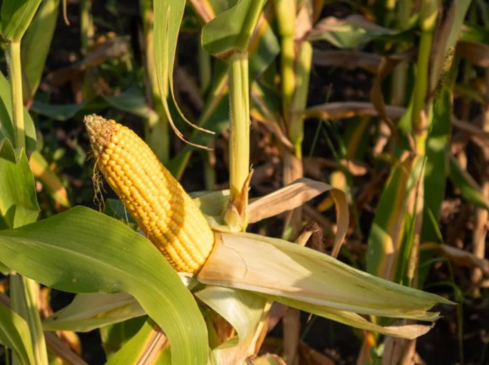 Fertilizer prices rise due to the war and threaten food prices in Mexico