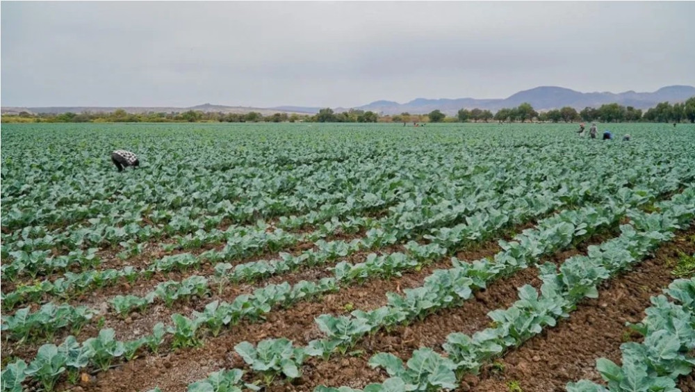 Urea prices surge after attacks on Iran; fears of higher food prices in Mexico