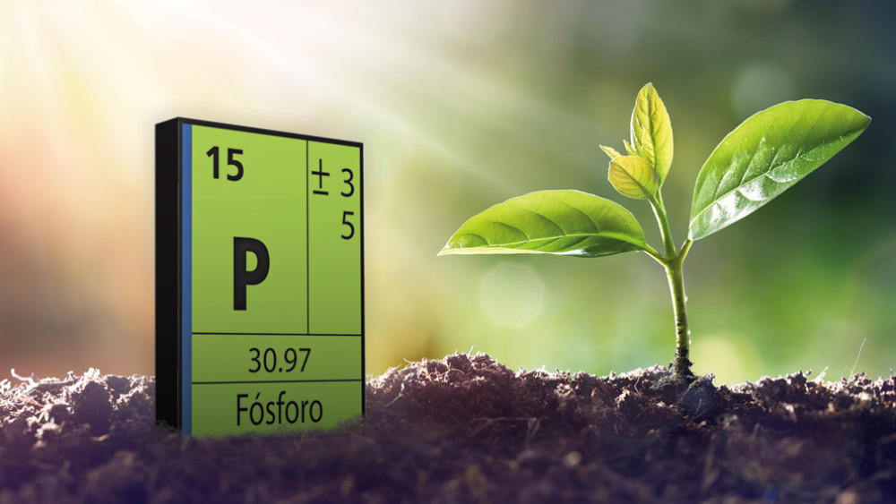 Global phosphorus redefines agriculture: Latin America faces a strategic risk
