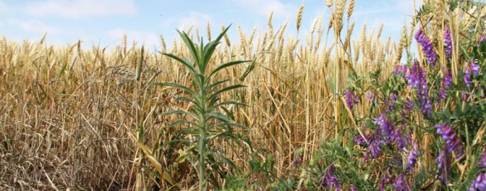 Bioherbicides in Latin America: the biggest technology gap in crop protection
