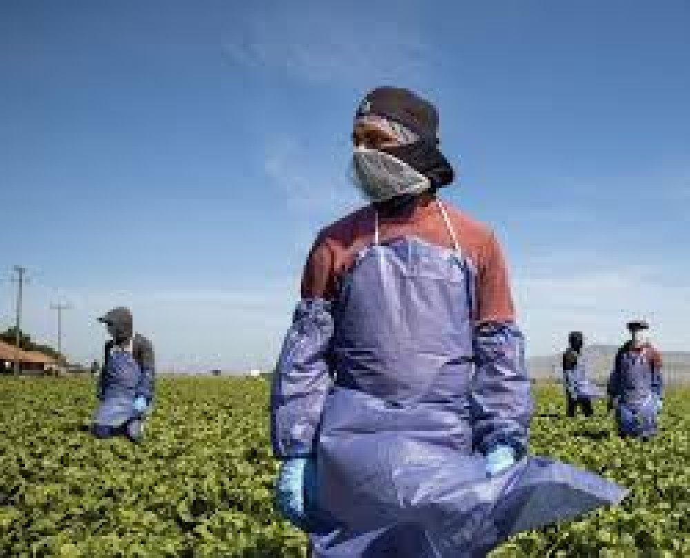 Efectos de la COVID-19 en hombres y en mujeres y respuestas políticas equitativas en el ámbito de la agricultura, la seguridad alimentaria y la nutrición