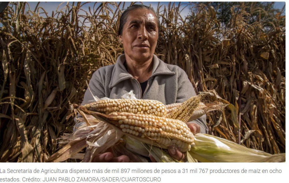 Mexican government reports delivery of more than 1.8 billion pesos to maize farmers