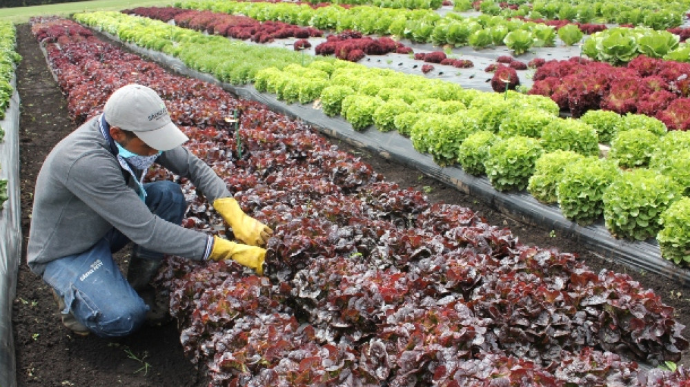 Los bioinsumos de uso agropecuario en México: experiencias normativas y perspectivas