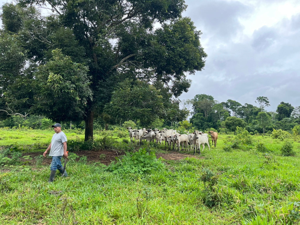 Transiciones silvopastoriles en América Latina: hacia sistemas perennes diversos