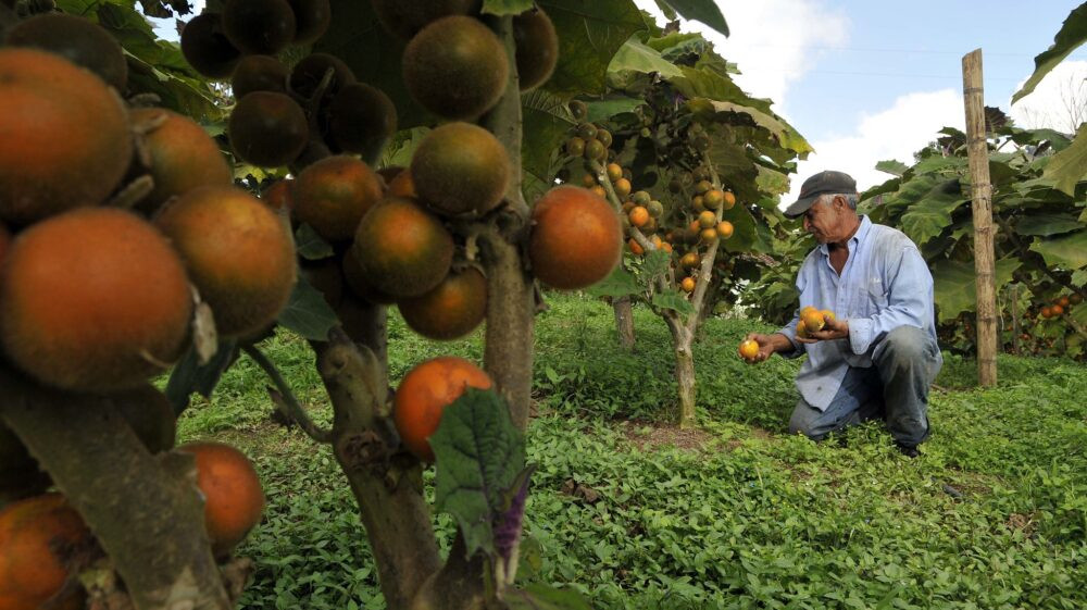 Subnational bioeconomy: Visions and roadmap in Valle del Cauca, Colombia