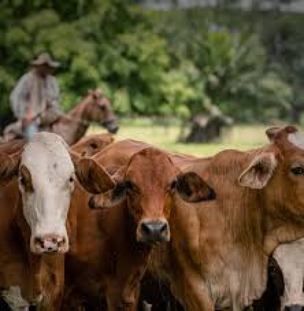 Analysis of the implementation of the policy guidelines for sustainable bovine livestock farming 2022–2050