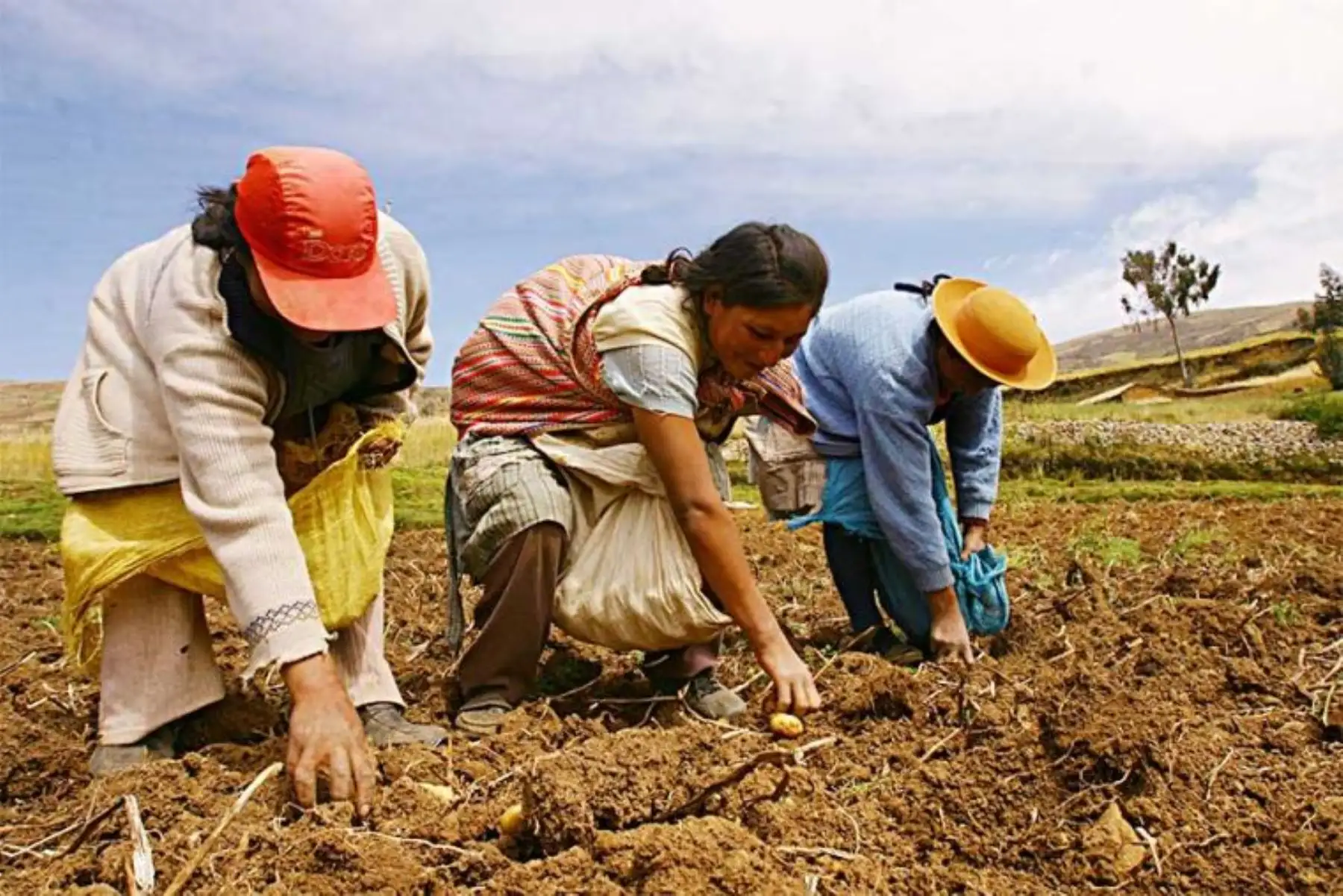 The Agribusiness System in Peru: From Family Farming to the Agri-Food Business