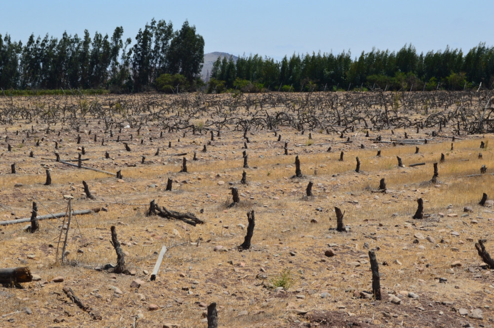 The Role of Agriculture in Future Food Security