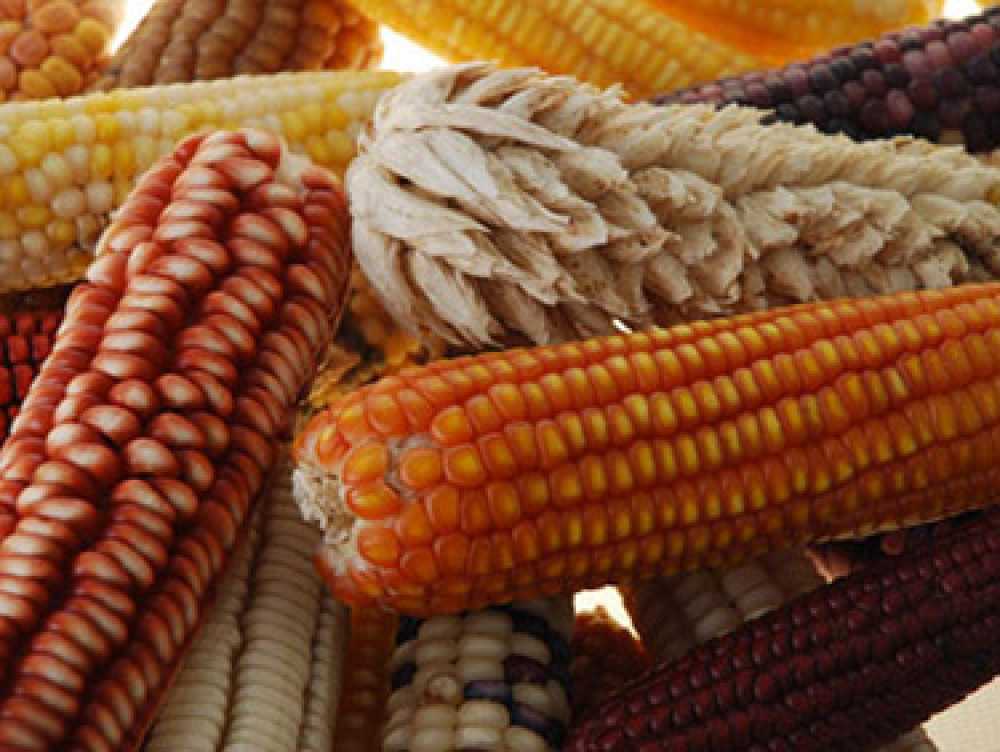 WIEWS