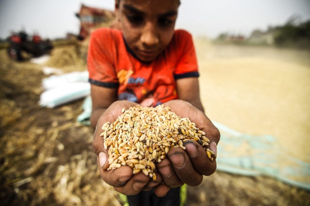 El plan de Egipto para afrontar la crisis del trigo