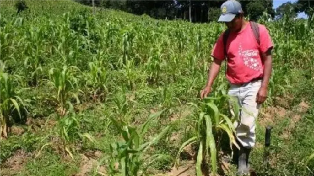 Conflict in the Middle East affects fertilizers and raises agricultural costs in Guatemala