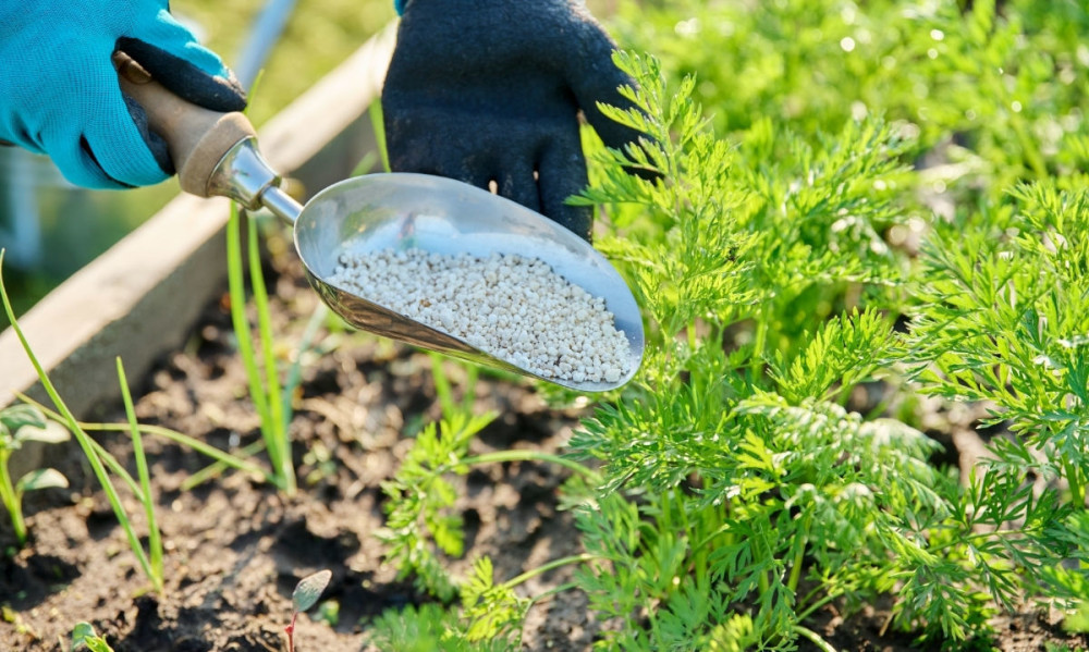 Rise in fertilizer prices in Chile: impact on agricultural costs and solutions for producers