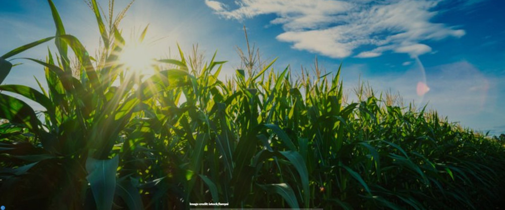 Fertilizer spike adds up to $35/acre for US corn as Iran crisis deepens