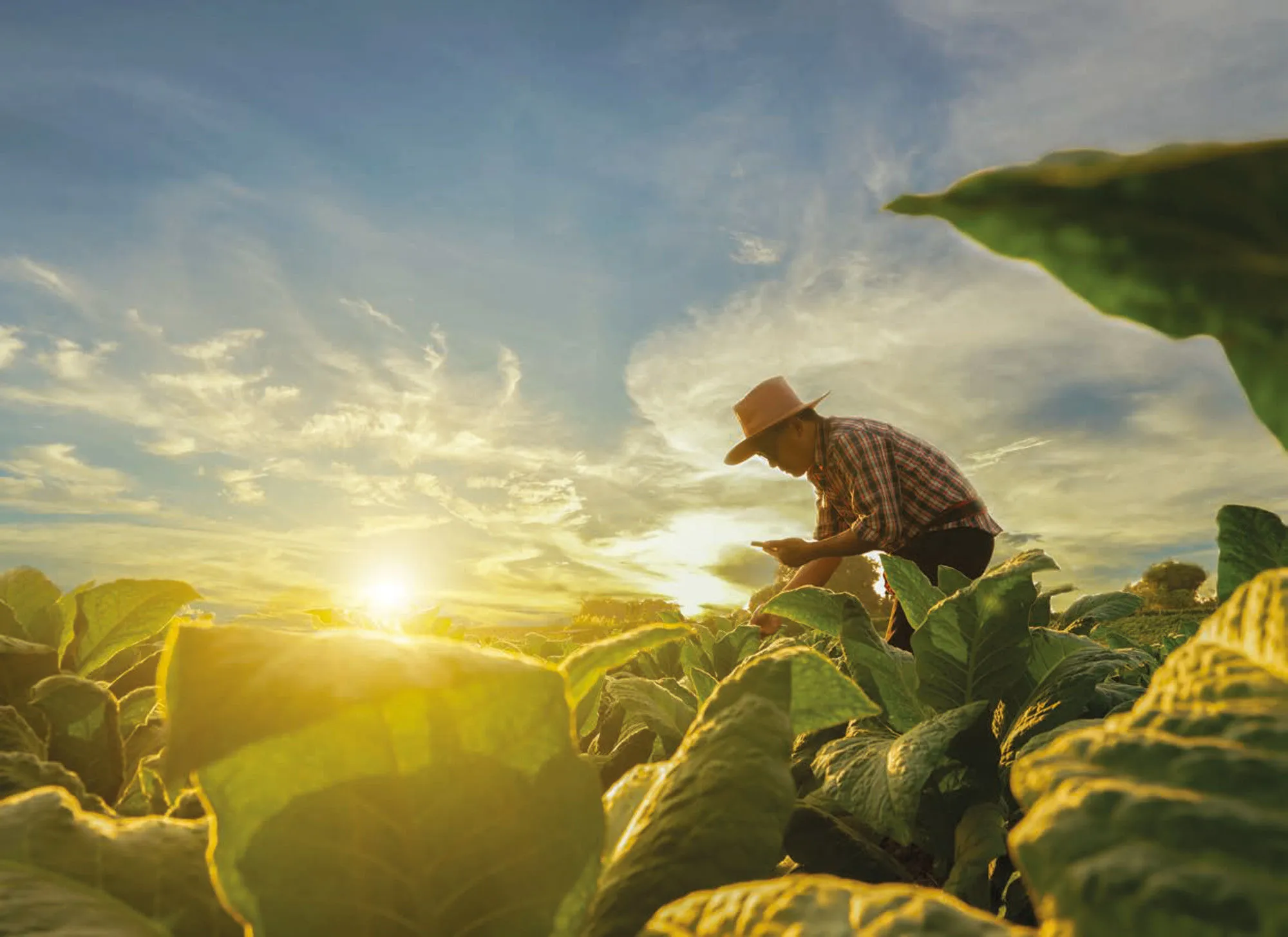 Políticas públicas y el rol del sector privado en el desarrollo de los bioinsumos agrícolas. Caso Brasil