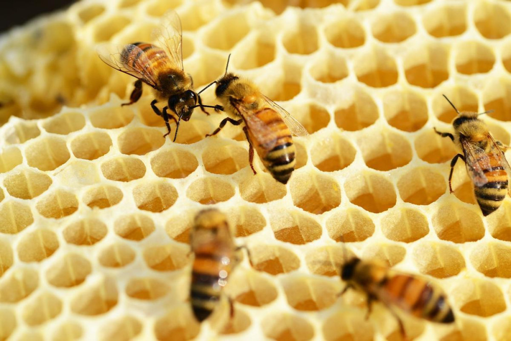 UE: Acuerdo para reducir el umbral de residuos de plaguicidas y proteger a las abejas
