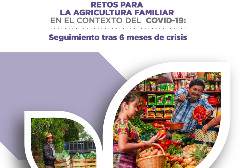 Challenges for family farming in the context of COVID-19: Follow-up after 6 months of crisis