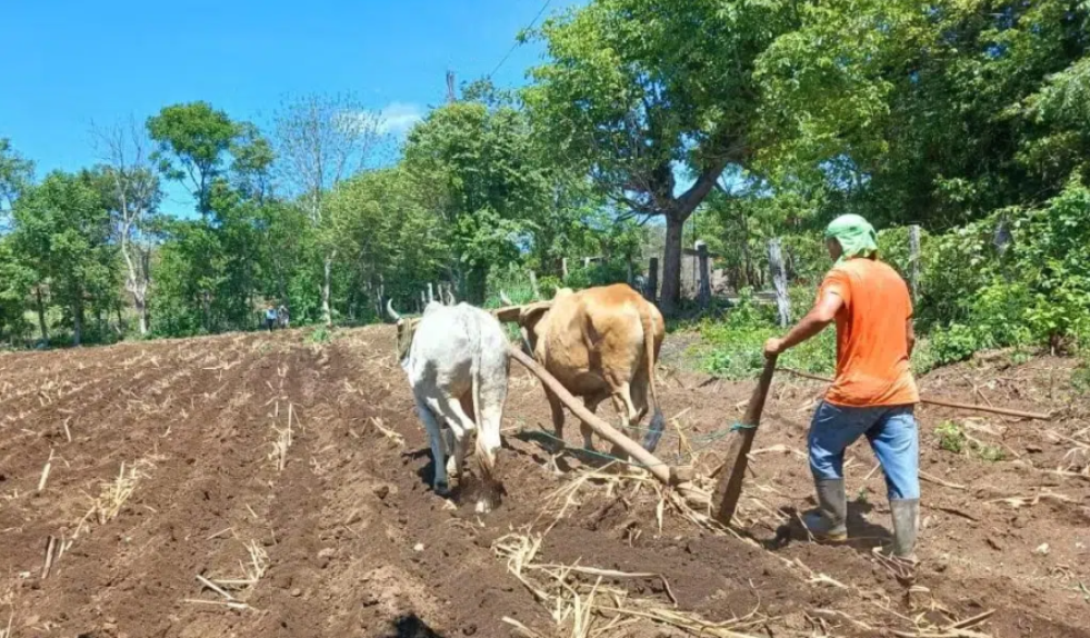 Nicaraguan agriculture and Trump''s war adventure in Iran