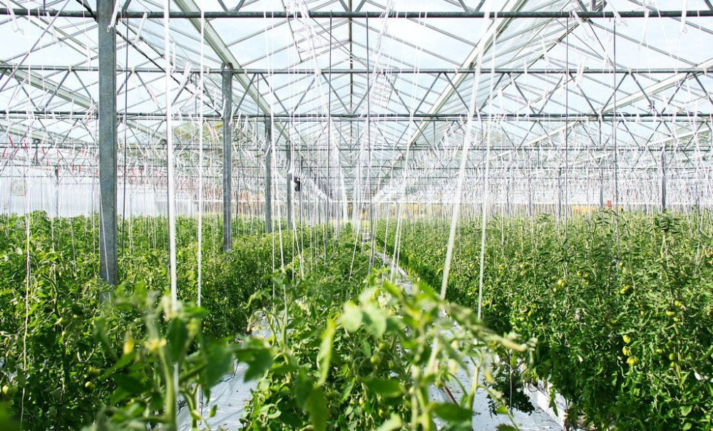El uso masivo de plástico en la agricultura afecta nuestra salud, la del suelo y la producción de alimentos