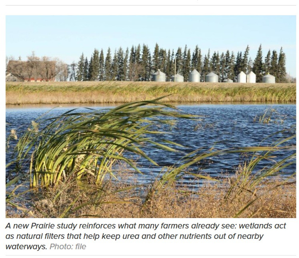 Wetlands seen as key to fertilizer management