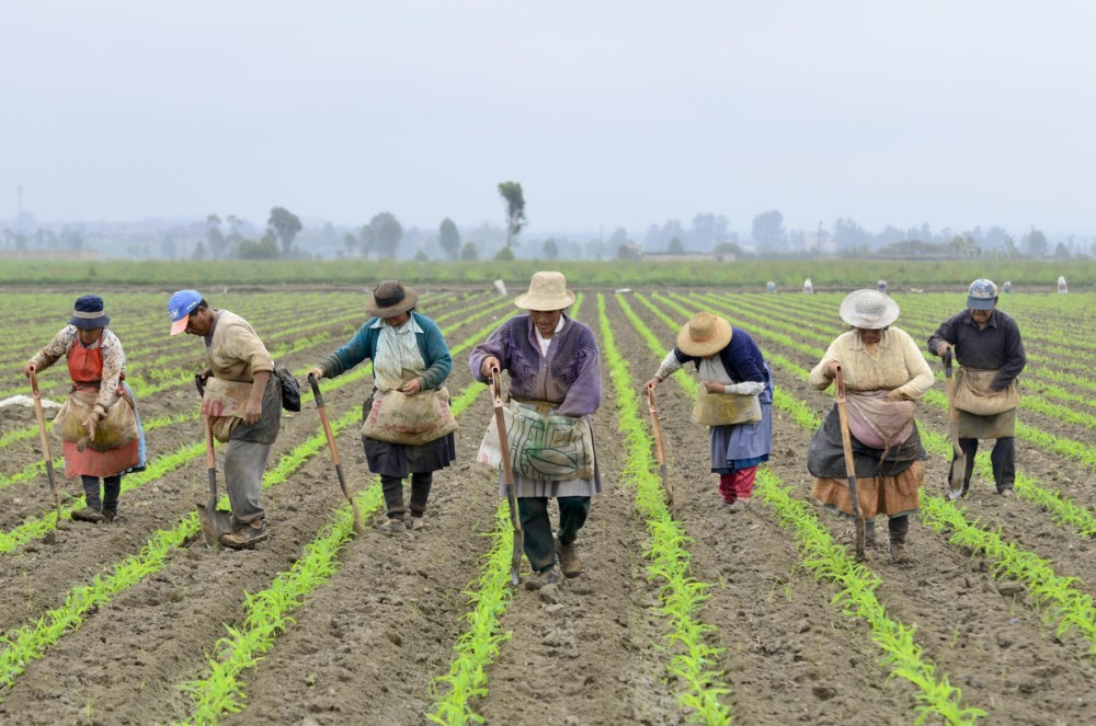 Desafíos del sector agrícola ante cambio climático en el Caribe seco colombiano