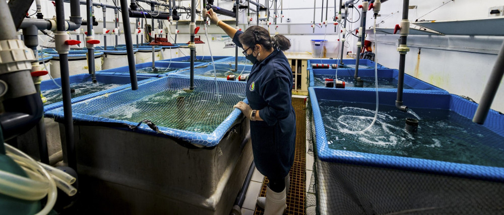 Food of the future: the role of Aquaculture