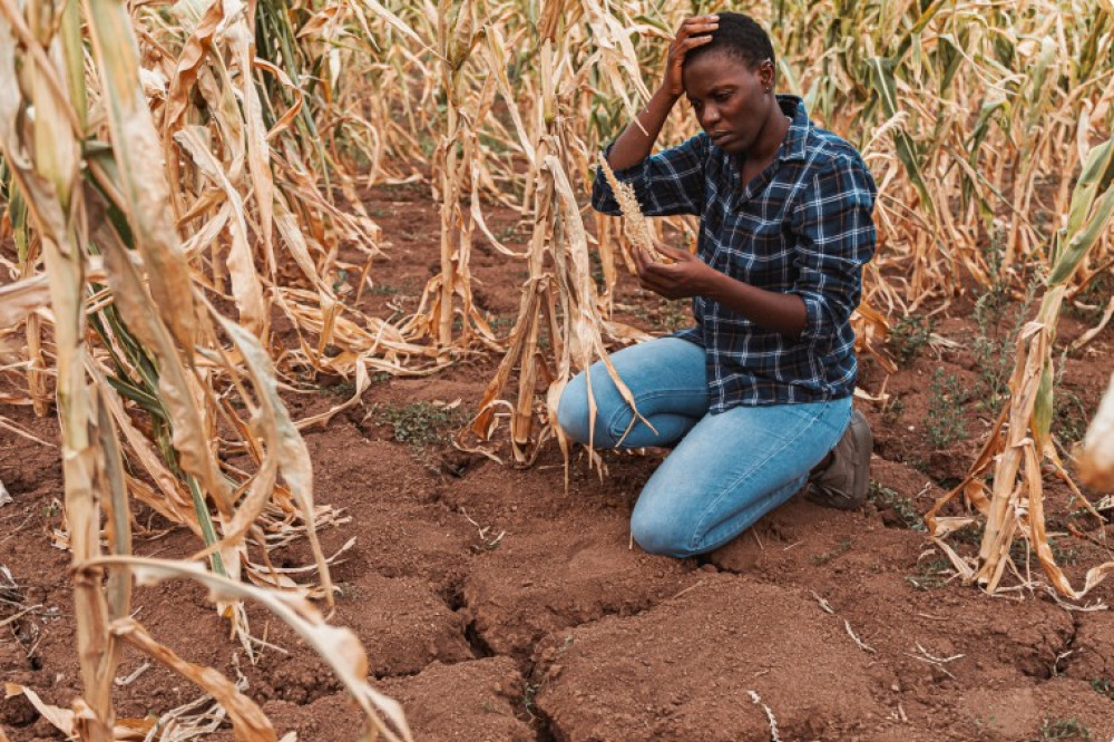 Extreme heat pushes agrifood systems to the brink