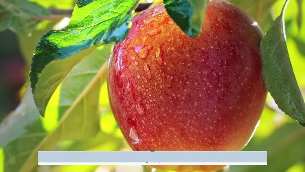 Bioinputs: Organic and sustainable agriculture