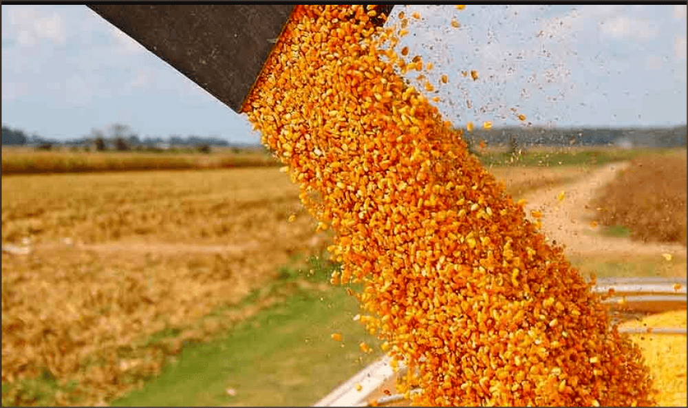 Informe señala que El Niño podría impulsar la producción agrícola y exportaciones en 2026