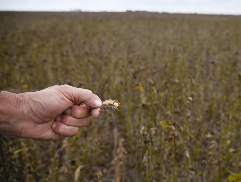Un informe de JP Morgan analizó el impacto del próximo fenómeno El Niño para el país