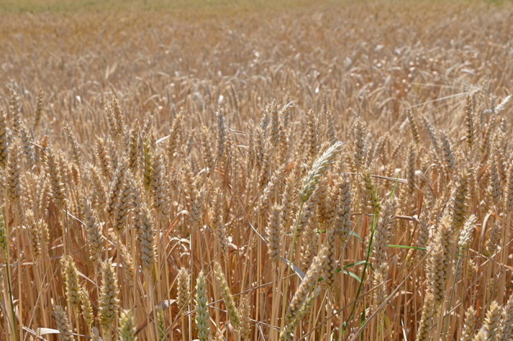 El Índice de Precios de Alimentos de la FAO sube por tercer mes consecutivo