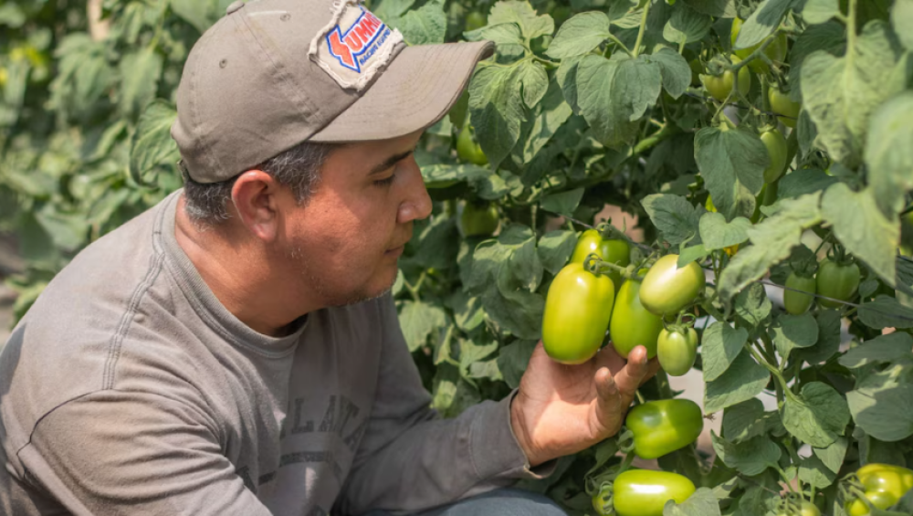 Estrategias regionales de Centroamérica frente al fenómeno de El Niño y los riesgos climáticos para la agricultura en 2026