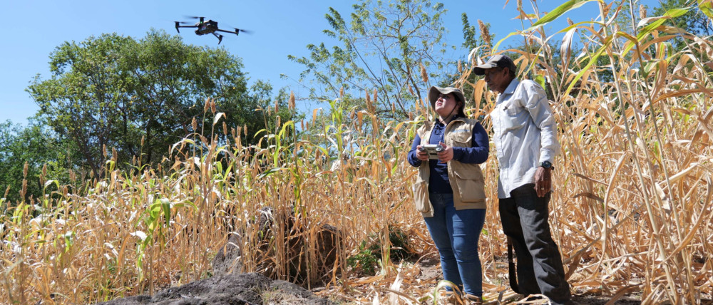 Naciones Unidas: América Latina y el Caribe enfrenta mayor riesgo de inseguridad alimentaria por El Niño