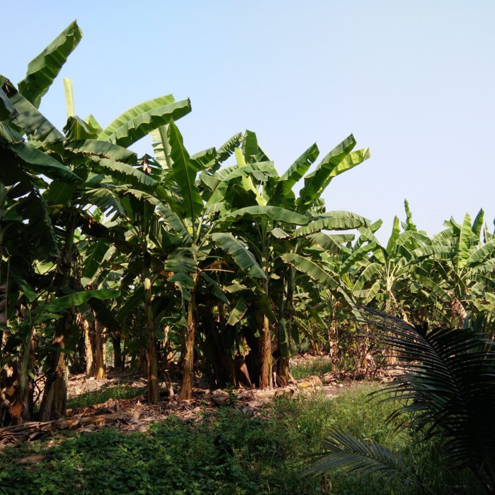 Belice aprovechará la plataforma de monitoreo regional de CARICOM para fortalecer la agricultura y la seguridad alimentaria
