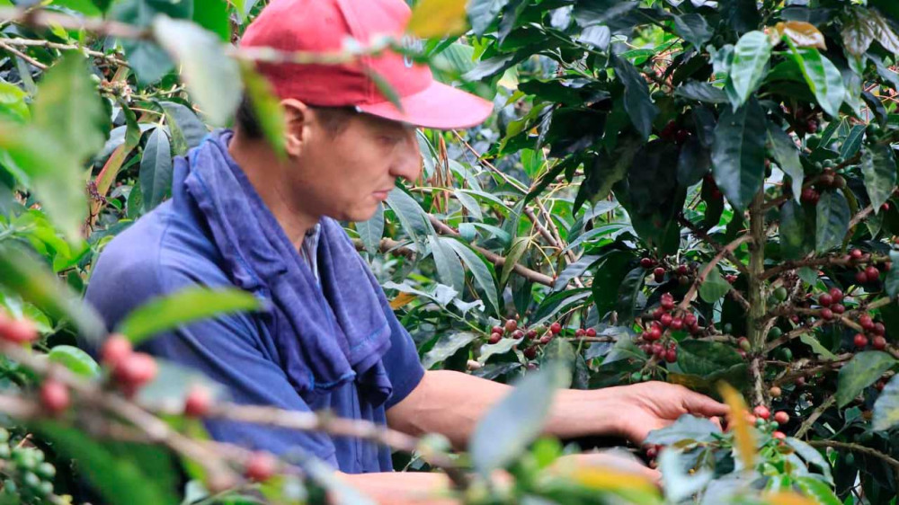 Colombia: MinAgricultura confirma inversión de $52.000 millones para proteger la caficultura ante el fenómeno de El Niño