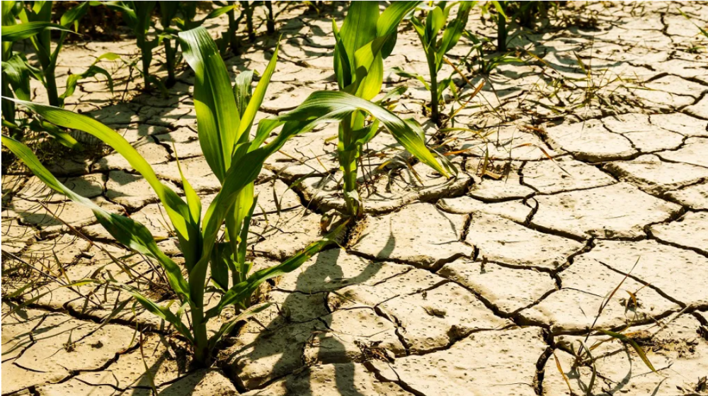Alerta climática en Guyana: pronostican sequía asociada a El Niño y llaman a fortalecer la gestión del agua en la agricultura
