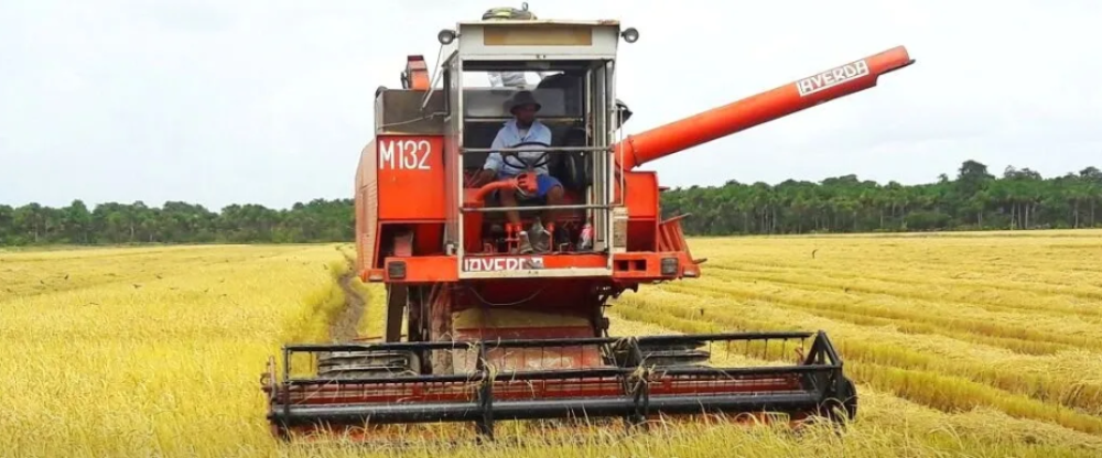La producción de arroz en Guyana aumenta pese a las condiciones climáticas asociadas a El Niño