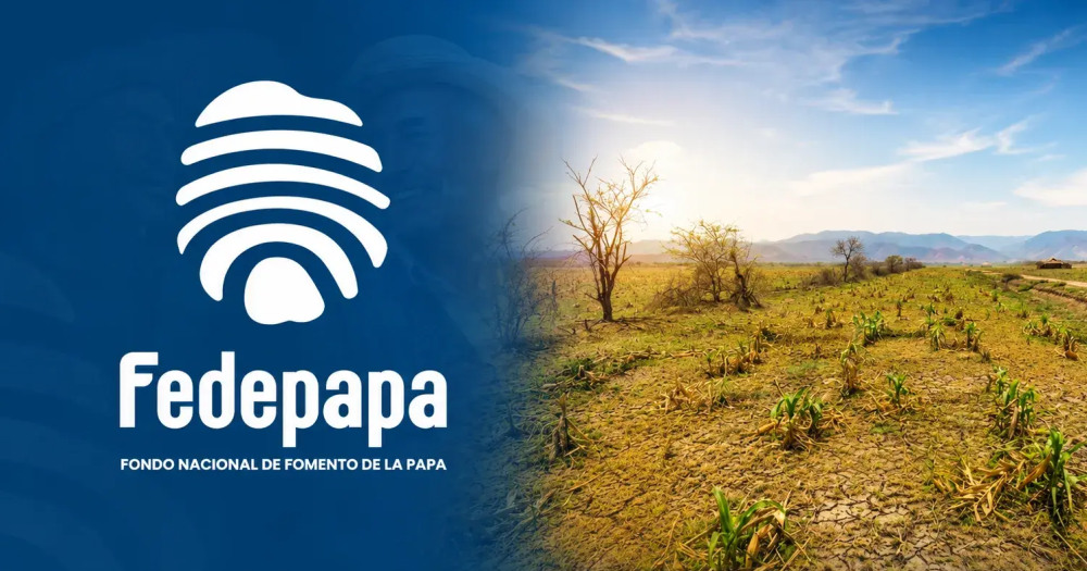 Colombia: Fedepapa activó plan nacional para proteger de El Niño a los cultivos de papa