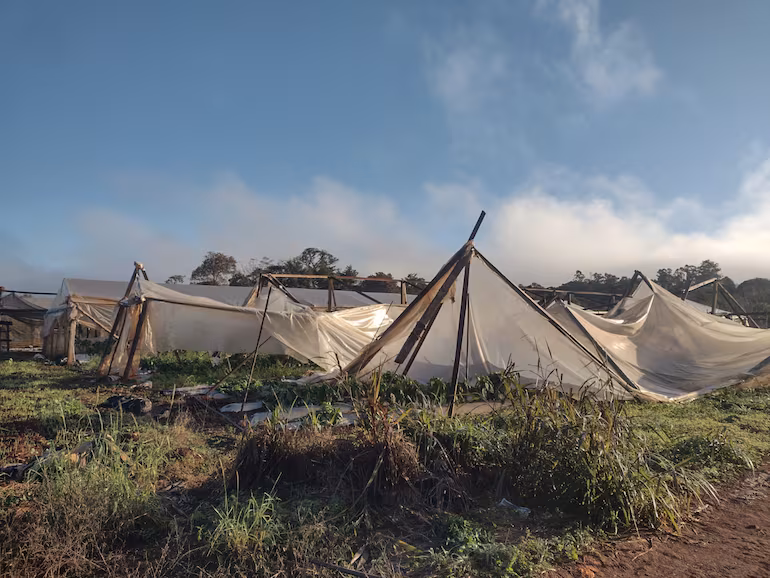El Niño en Paraguay: recomendaciones del MAG para proteger la producción agrícola