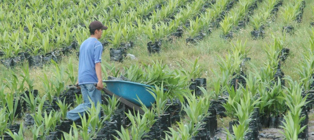Colombia: Subsidios por fenómeno de El Niño habilitarán $67.272 millones para adquirir seguros agropecuarios