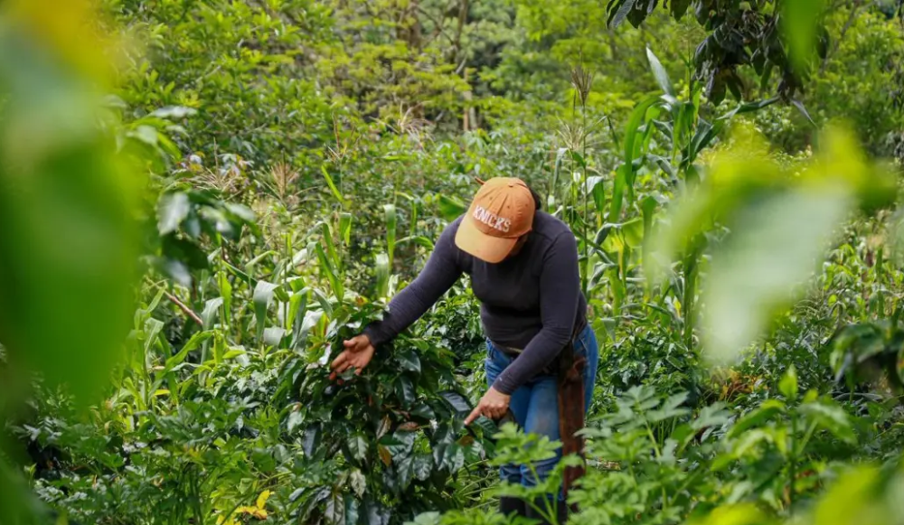 Colombia: Gobierno activa plan nacional para blindar la producción de alimentos ante llegada de El Niño