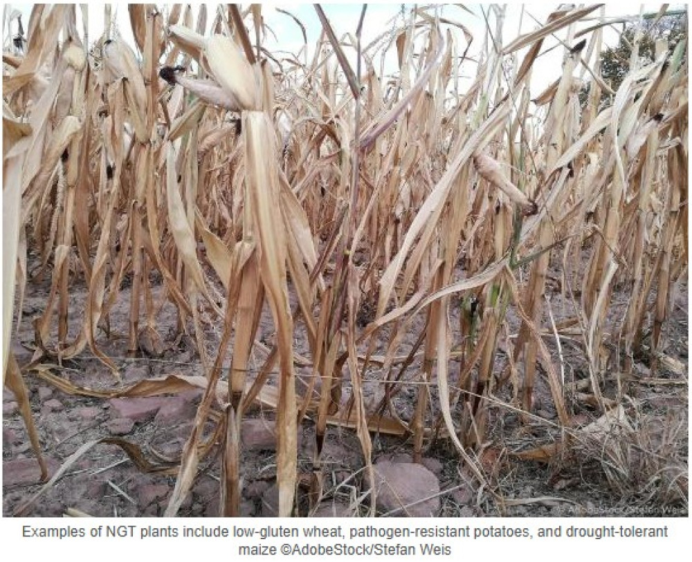 Nuevas técnicas genómicas para plantas: impulso a la innovación en agricultura sostenible