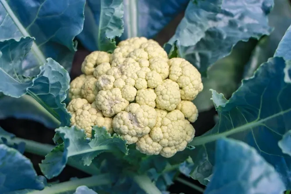 Guyana es el único país que puede alimentarse completamente por sí mismo, según estudio