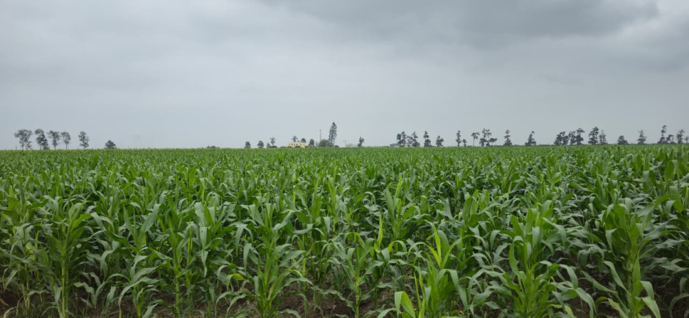 Senamhi fortalece la vigilancia agroclimática nacional frente a escenarios asociados al Fenómeno El Niño