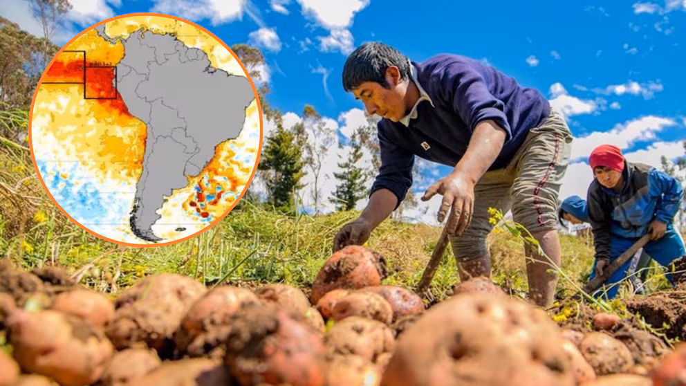 Fenómeno de El Niño altera cultivos y pesca en Perú: ¿Qué alimentos podrían escasear?