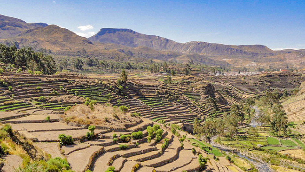 MIDAGRI impulsa la recuperación de 437 hectáreas de tierras dañadas en nueve regiones del país