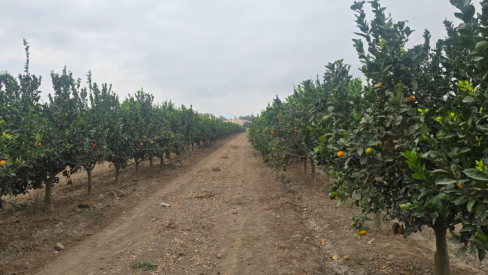 Senamhi informa sobre condiciones cálidas persistentes y su incidencia en el sector agropecuario de la costa y la sierra del Perú