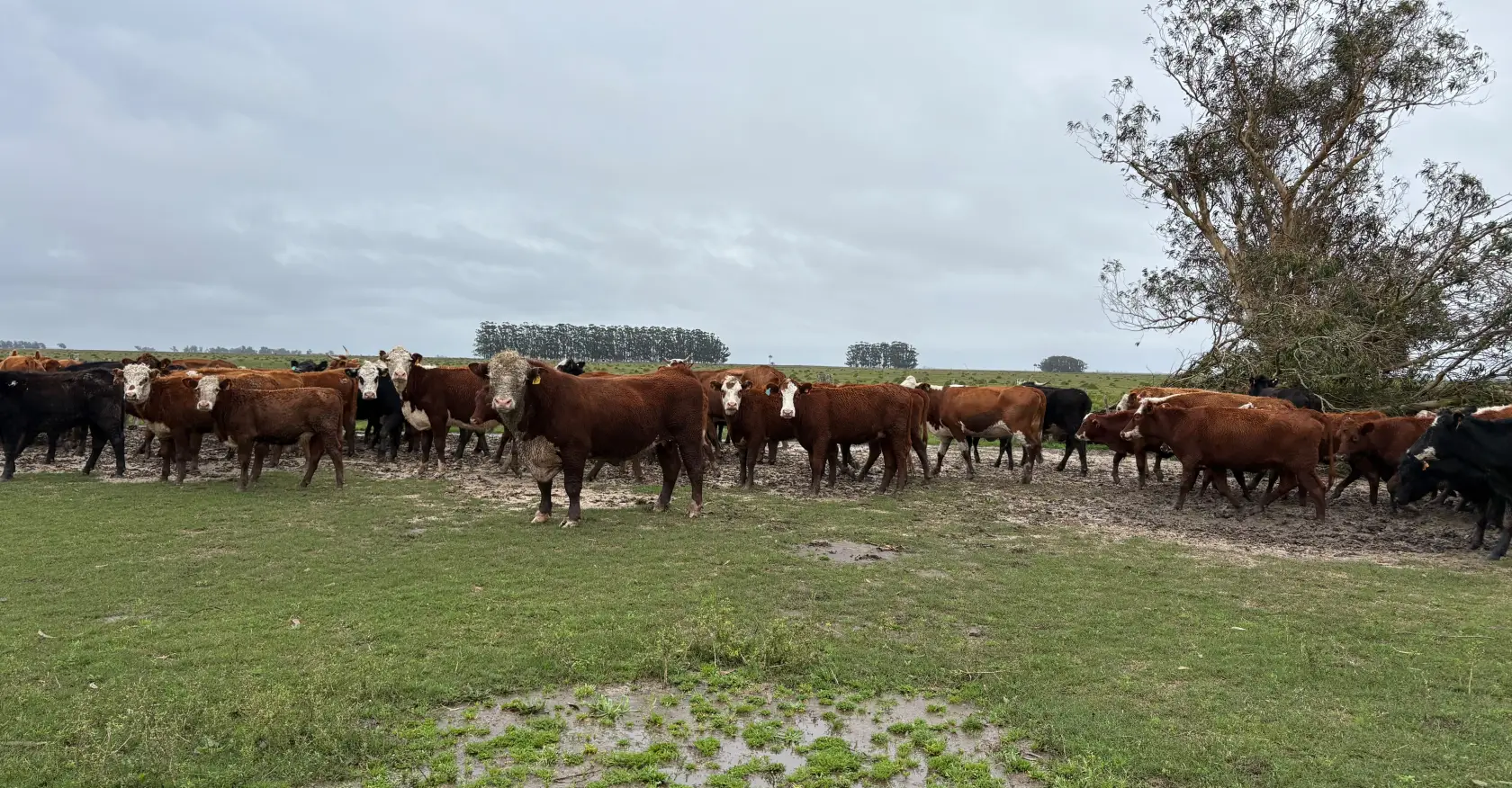 Rainfall disrupts agriculture: accumulations exceed 300 mm and production problems increase