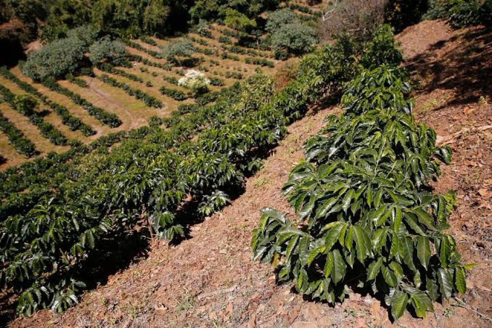 Water stress takes its toll in Costa Rica: Coffee harvest falls to its lowest level in more than 50 years